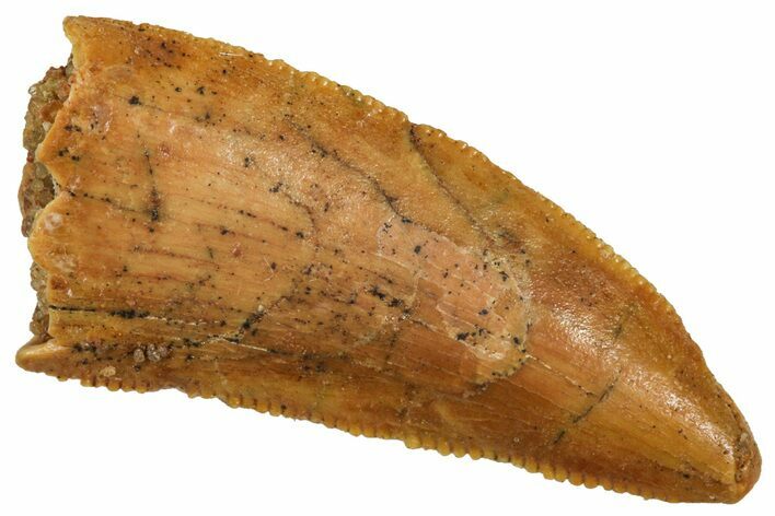 Serrated Raptor Tooth - Real Dinosaur Tooth #371400